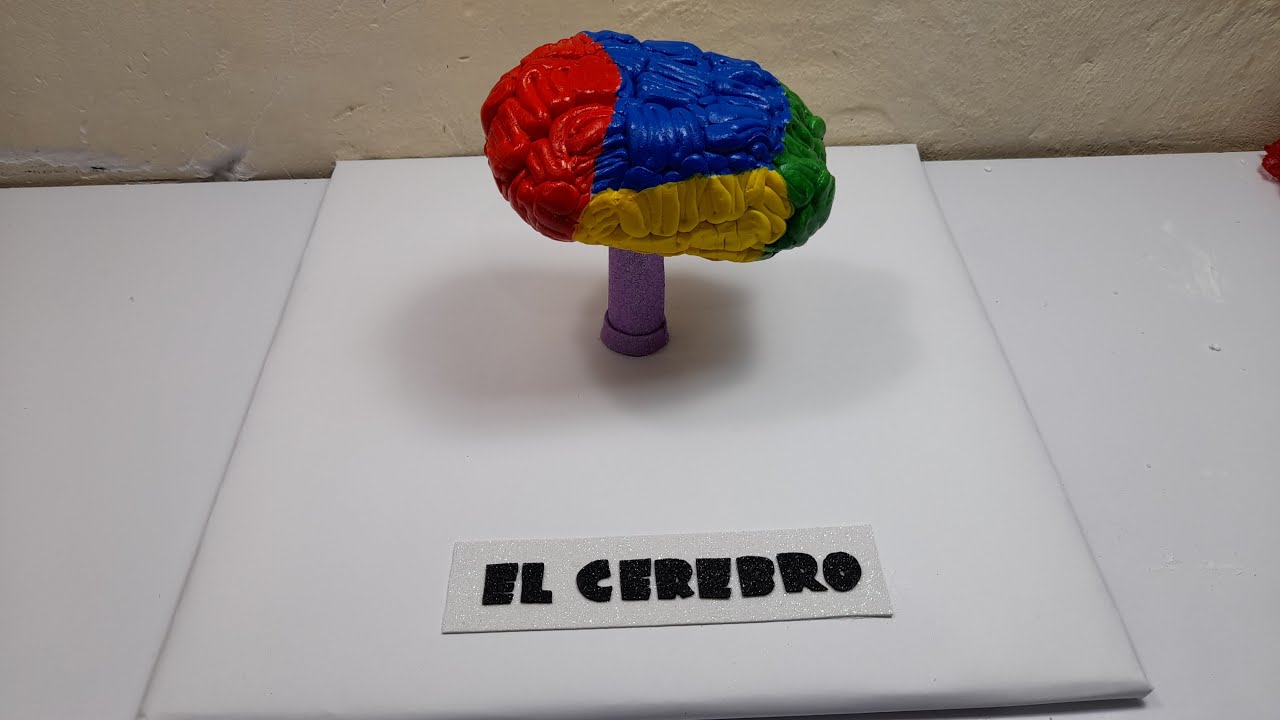 Maqueta de El cerebro fácil ♻🤩MVRC♻ YouTube