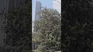 Download Lagu Kullu Man Alyha Faan #virel #shorts MP3