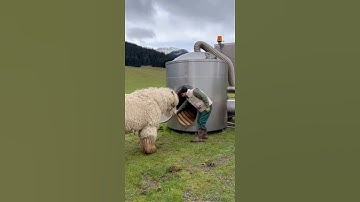 Unexpected Collision at the Industrial Machine