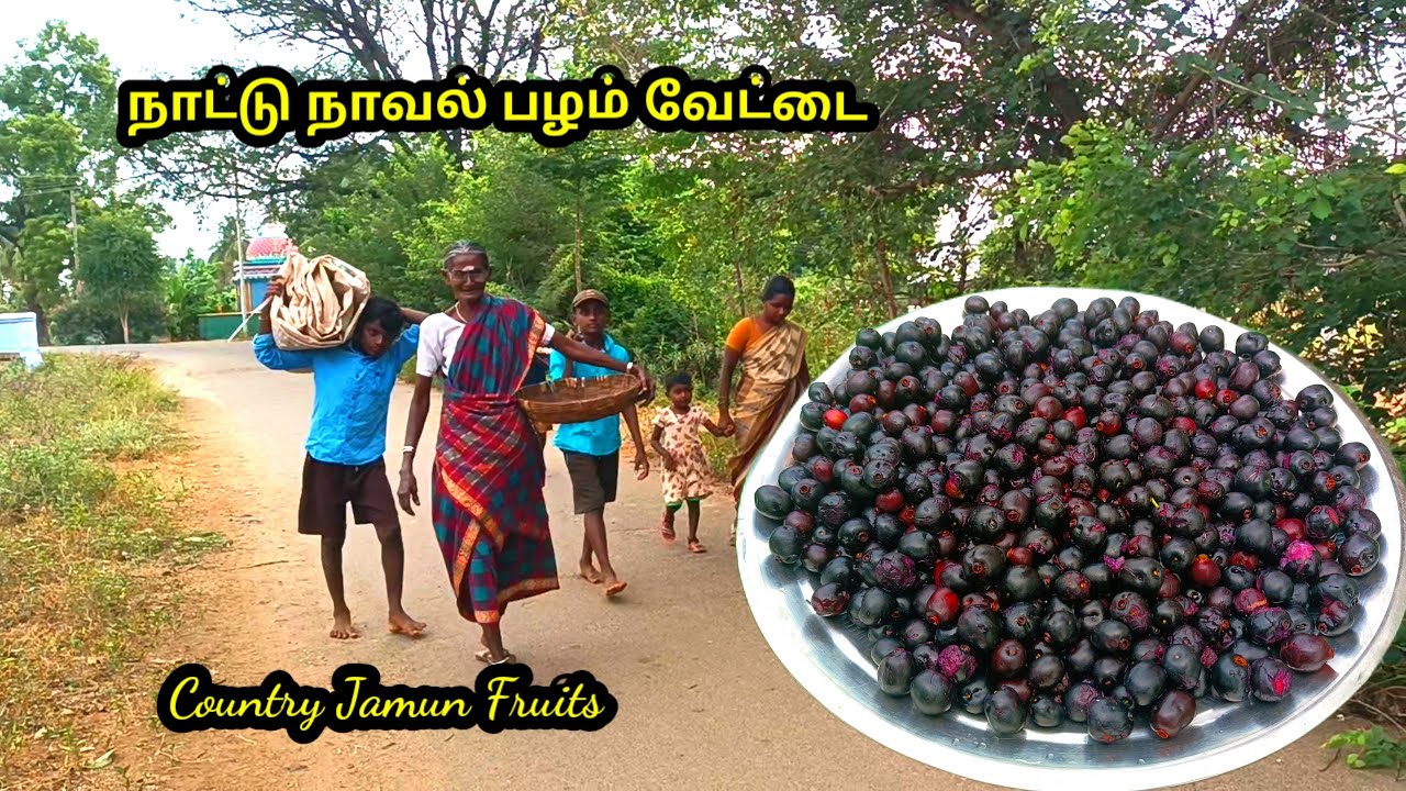 நாட்டு நாவல் பழம் வேட்டைக்கு போலாம் வாங்க l country jamun fruits l village natural fruits l patti