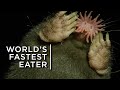 The bizarre star-nosed mole: The world’s fastest eater