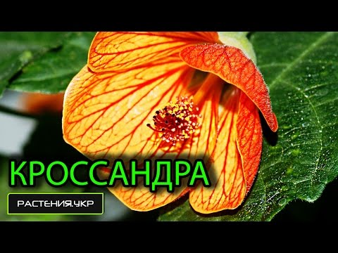 Кроссандра тропик / цветущие комнатные растения