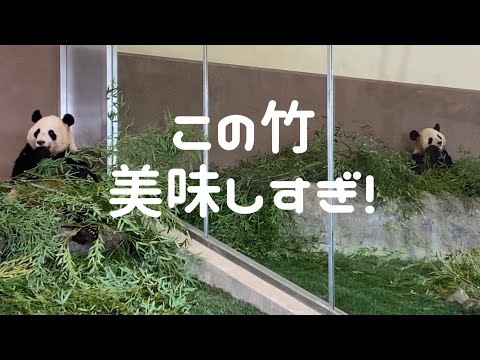 【おやつ投入もスルーで竹を爆食！仲良し双子のお食事タイム🐼桜浜 桃浜】アドベンチャーワールド ジャイアントパンダ