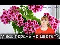 Зачем Герани ЭТО? Обильное цветение – 100% гарантировано!!!