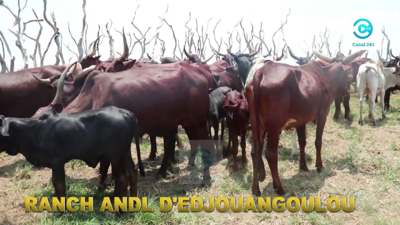 CANAL241: La castration des bovins au Ranch ANDL d’Edjouangoulou