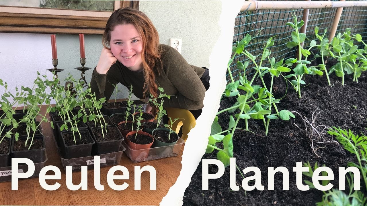 PEULEN uit Planten | TIPS voor Peulen Kweken