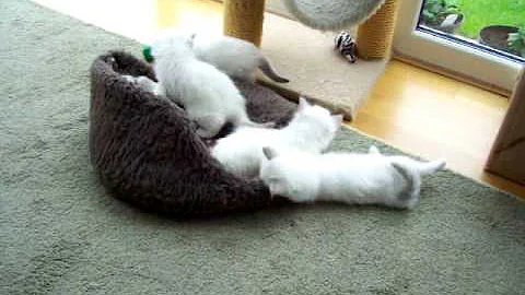 Watch the video about WHISPA 'S FIVE BIRMAN KITTENS