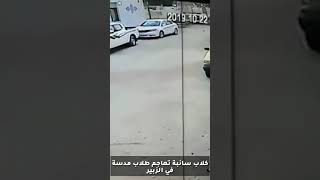 كلاب سائبة تهاجم طلاب مدرسة في الزبير