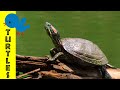Turtle Exploration Quiz