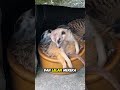 Meerkat: Si Penjaga yang Tak Pernah Lengah