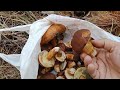 Польскі гриби восени 2022р