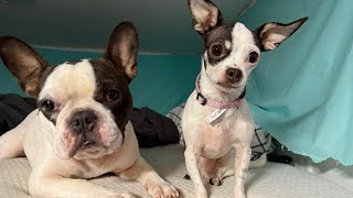 Download Lagu Onze honden 🐕 spelen MP3