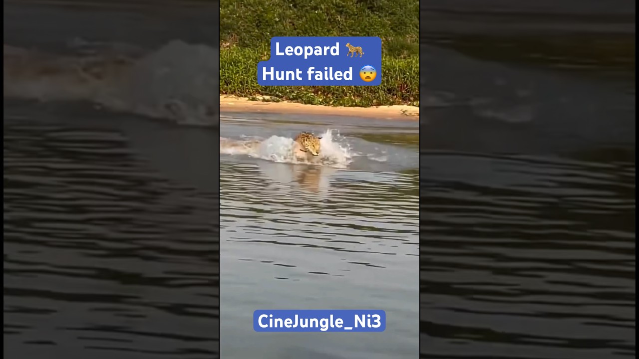 Leopard hunting failed 