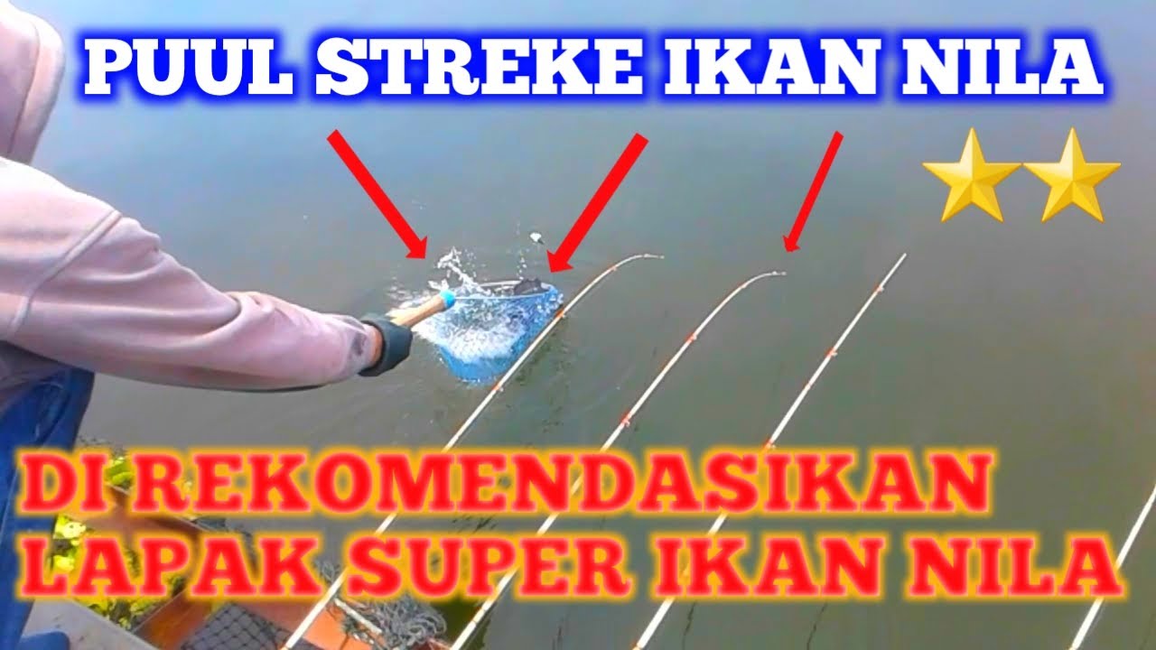 SERANGAN BERTUBI" IKAN NILA//DI LAPAK SUPER NILA, MANCING JANGARI