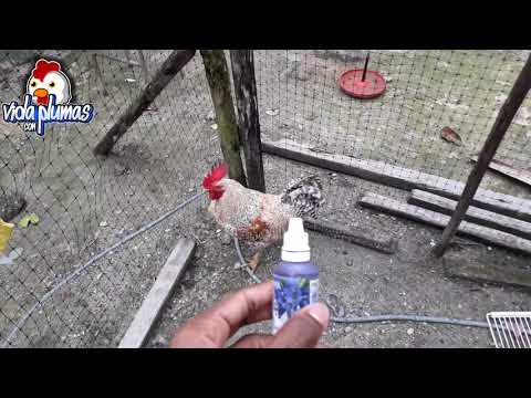 Video: Cómo cuidar un pollo herido