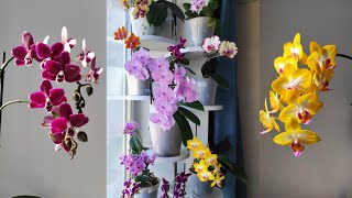 видео: НОВАЯ ПОДСТАВКА ДЛЯ ЦВЕТОВ! обзор орхидей Phal.Sogo Relex, Miki Crown 16, Sweet girl, Charmer ORCHID картинка: НОВАЯ ПОДСТАВКА ДЛЯ ЦВЕТОВ! обзор орхидей Phal.Sogo Relex, Miki Crown 16, Sweet girl, Charmer ORCHID