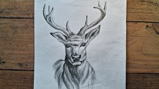 Pencil Drawing  Deer Draw Easy Step || Animal Drawing Tutorial