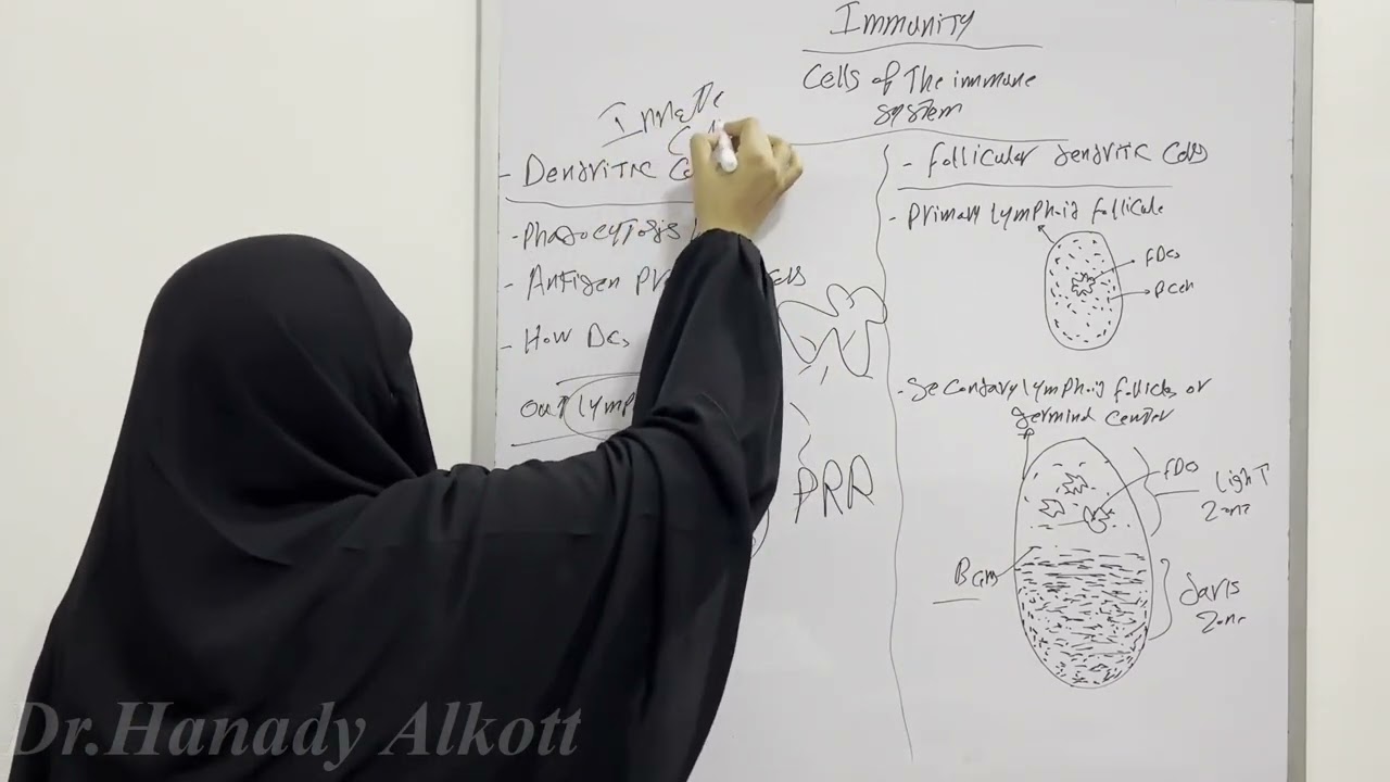 5-⛔️Cells of the immune system Part 4( Dendritic cells + Follicular dendritic cells)🏋️‍♀️🏋️‍♂️