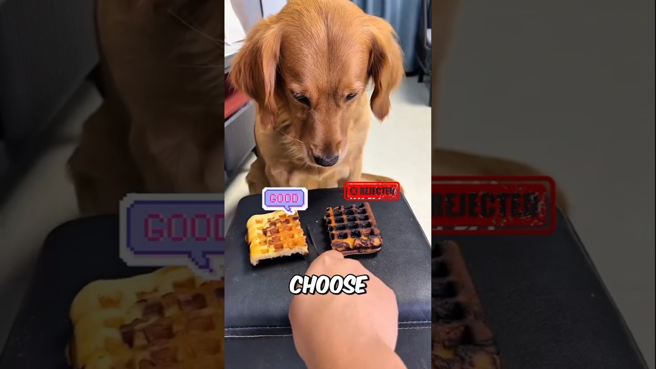 Эта собака ОБМАНУЛА своего друга-СВИНЬЮ ❓