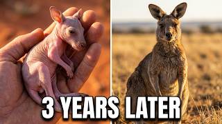 I Found a Dying Baby Kangaroo... 3 Years Later, She Did This