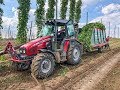 Hopfenernte 2018 | Hop Harvest | Massey Fergusson 5438 | Hop Zbiorów