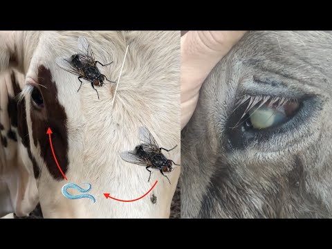Видео: Болезни глаз у крупных и мелких жвачных животных