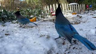 Wildlife Videos for Cats — Squirrels Birds and Steller's Jays in Seattle Yard in Winter (1hr 50 min) by FurLife 661 views 1 year ago 1 hour, 49 minutes