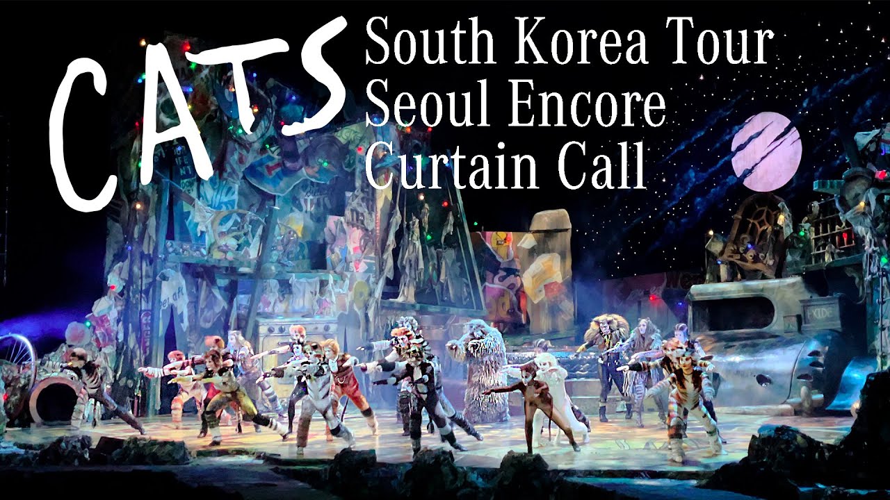 cats tour south korea