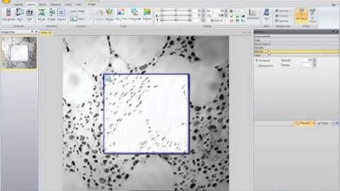 Apply image processing filters with Image-Pro Insight software