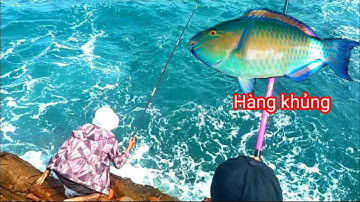 Câu Cá Biển, Câu Ghềnh, Câu Cá, Câu Cá Biển Tự Nhiên : Cá Mó Hàng Khủng , Cá Mó Biển