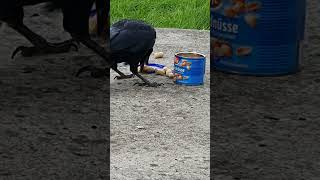 but a crow is extremely stubborn 