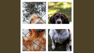 Famous Understated Chilled Hounds Profile