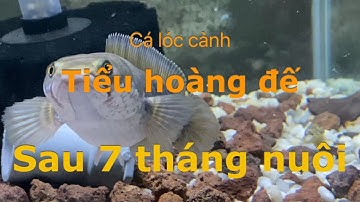 Cá lóc cảnh tiểu hoàng đế của Phát GP sau 7 tháng nuôi từ 4cm , clip lúc mới về dưới phần mô tả