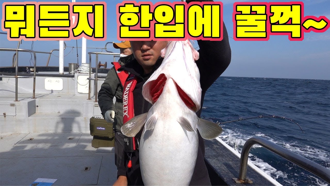 미터급 물고기!! 눈앞에 있는건 뭐든지 한입에 먹는다!!! /meter-class fish!! You eat everything in front of you in one bite!