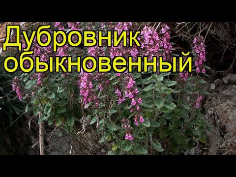 Дубровник гирканский. Краткий обзор, описание характеристик, где купить рассада teucrium hircanicum