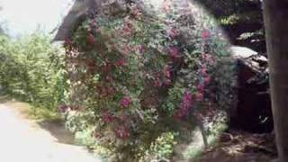 Likeadream61 - Oymalitepe Canan Yilmaz