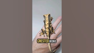 Have You Seen This Morph Of Gecko Before?
