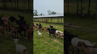 Another Goat House is under Construction🐑🏠 || #goat #gourigoatfactoryodisha #animals #shorts