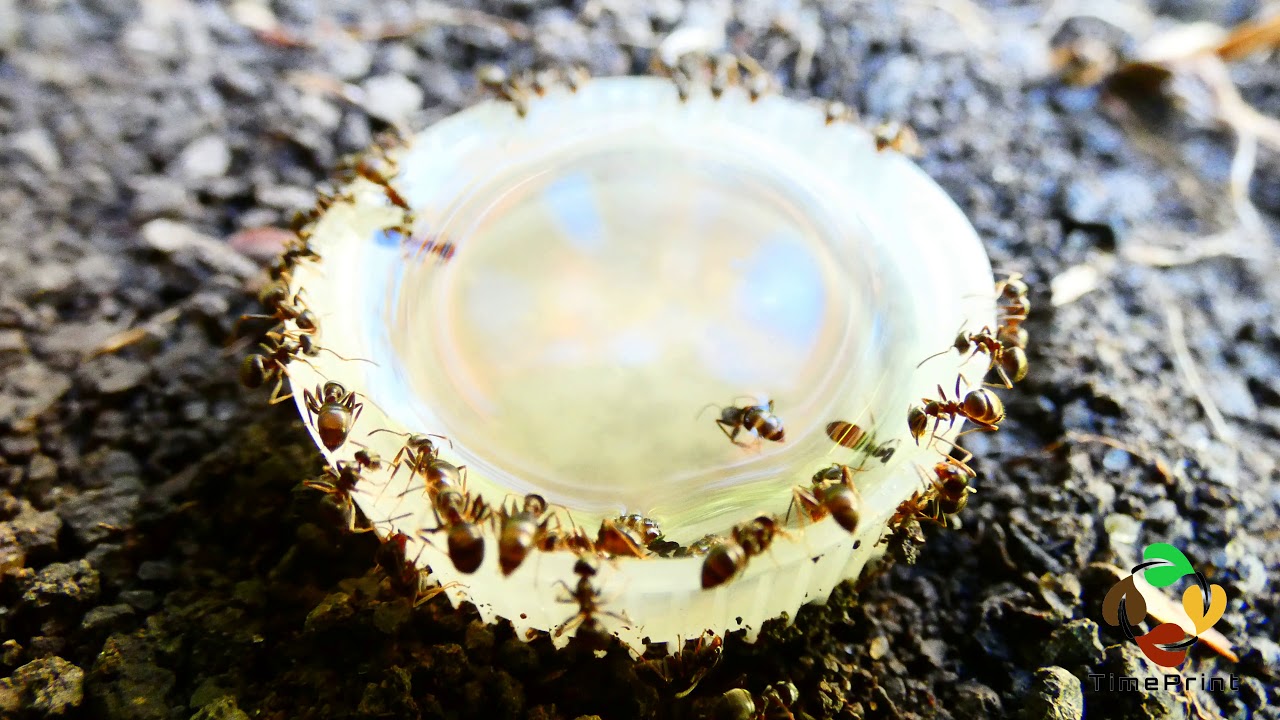Do Ants Like Alcohol