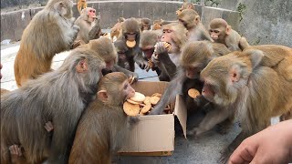 How polite and discipline monkey are sharing one box biscuits to eat