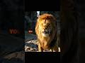 You Have Been Warned SHENZI Mufasa X Simba Edit Kendrick Lamar SZA All The Stars Slowed You Have Been Warned SHENZI Mufasa X Simba Edit Kendrick Lamar SZA All The Stars Slowed