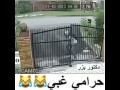 حرامي غبي