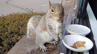 Squirrels funny and cute way of eating almond/peanut butter