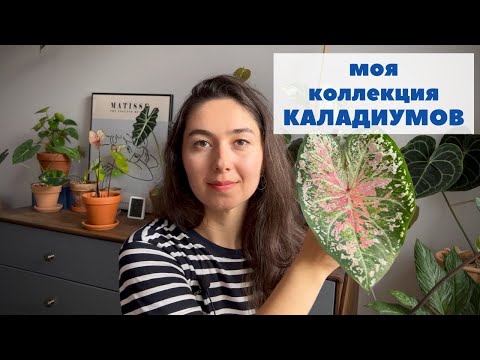 Красавчики каладиумы / Обзор коллекции каладиумов и мой уход за ними