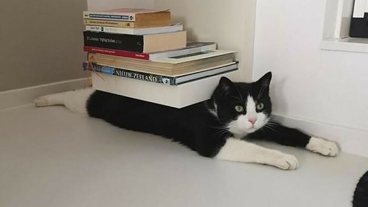 The Funniest Pet Compilation Ever! 😆 #76