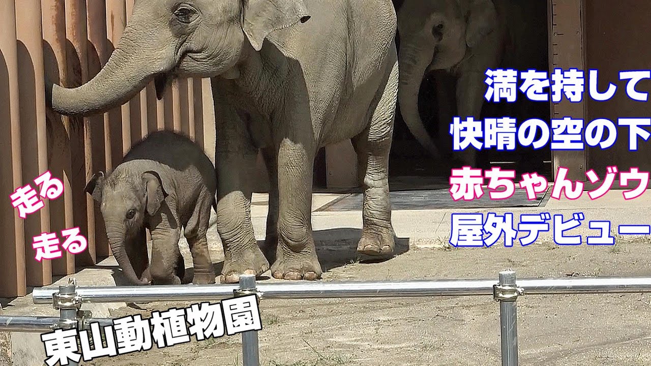 満を持して快晴の空の下赤ちゃんゾウ屋外デビュー　東山動植物園　2022年9月7日