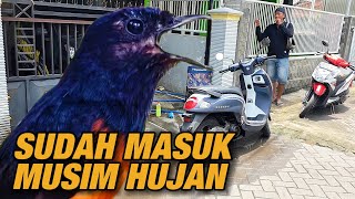 Download Lagu PERHATIKAN TENTANG RAWATAN MURAI BATU DI MUSIM PENGHUJAN MP3 Download Lagu PERHATIKAN TENTANG RAWATAN MURAI BATU DI MUSIM PENGHUJAN MP3