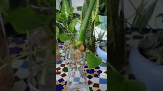 تجذير ورقة المونستيرا بعد أسبوع من وضعها في الماء نباتاتي monstera  مونستيرا  نباتات_الزينة