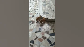 Simba Catmeow ẞIMBA April 23 2025 