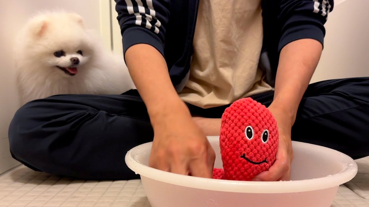 No.637 オーダーマスク　ポップコーン　ハンドメイド　赤　ポメラニアン いつまでも毎日一緒に楽しく遊ぶために - YouTube